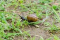 Copse snail on ground with grass