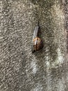 Copse snail on concrete wall