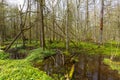 Copse in springtime with water and anemone flowering