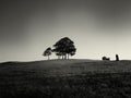 Copse of Trees