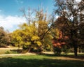 Copse of trees in autumn