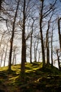 Winter trees on a mossy knoll Royalty Free Stock Photo