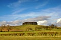 Copse of trees in English Countryside