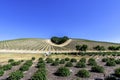 A copse of trees forms a heart shape on the scenic hills Royalty Free Stock Photo