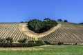 A copse of trees forms a heart shape on the scenic hills