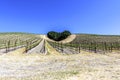 A copse of trees forms a heart shape on the scenic hills Royalty Free Stock Photo