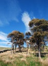 Copse of trees