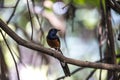 Copsychus malabaricus Bird - Cat Tien National Park Viet Nam Royalty Free Stock Photo