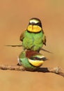 Copula of Bee-eater