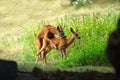 Copulate of Roe deer Capreolus capreolus Royalty Free Stock Photo