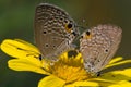 Copulating butterflies Royalty Free Stock Photo