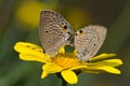 Copulating butterflies Royalty Free Stock Photo