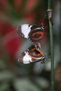 Copulating butterflys Royalty Free Stock Photo