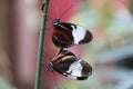 Copulating butterflys