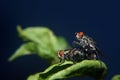 Copulating Fly Royalty Free Stock Photo