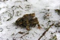 Copulating frogs Rana temporaria in Amplexus Royalty Free Stock Photo