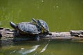 Copulating turtles Royalty Free Stock Photo