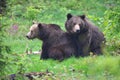 A copulation of brown bears