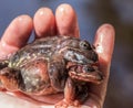 Hand holding two common frogs, Rana temporaria, male and female mating. Amplexus. Royalty Free Stock Photo