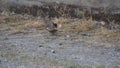 Copulation of a pair of sparrows, lerida, spain, europe