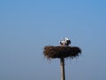 Copulation of a couple of storks, ivars and vila sana, spain, europe