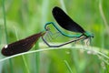 Copulatory damselfly