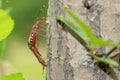 Copulatory stink bug