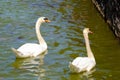 Copule of white swans on a lake Royalty Free Stock Photo