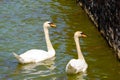 Copule of white swans on a lake Royalty Free Stock Photo