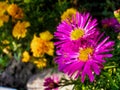 Couple of Michaelmas Daisies, New York Aster flowers Royalty Free Stock Photo