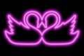 A copuple of swans touching each other's heads. A couple of birds in love. Pink neon outline Royalty Free Stock Photo