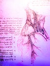 Copy of Da Vinci of human anatomical drawing of hearts and blood vessels