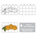 Copy the image using grid. Apricots