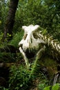 A copy of a real skeleton of a tyrannosaur rex in a wild garden in Furth im Wald, Germany.