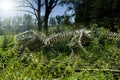 A copy of a real skeleton of a tyrannosaur rex in a wild garden in Furth im Wald, Germany.