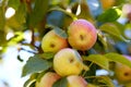 Copy space with apples growing on a tree in a sustainable orchard on a sunny day. Ripe and juicy fruit cultivated for