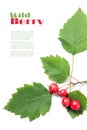 Copy space background with branch of hawthorn with ripe berries Royalty Free Stock Photo