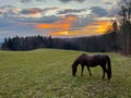 COPY SPACE: Beautiful brown colored horse grazes in the empty pasture at sunset. Royalty Free Stock Photo