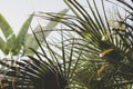 Copy space of blur green palm leaf tree with bokeh sun ligth abstract texture background. Ecology and environment concept. Vintage Royalty Free Stock Photo