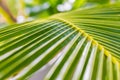 Palm leaves blurred background. Tropical nature pattern, soft sunlight bokeh jungle Royalty Free Stock Photo