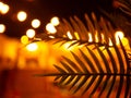 Copy space of blur palm leaf tree on a evening bokeh backgrounund Royalty Free Stock Photo