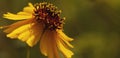 Yellow stiff-greenthread flower closeup with blurred background