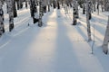 Copy space. Brich forest in winter. Sunset. Lonely shadow on white snow
