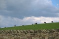 Copy space in center and top, above grazing Holstein Friesian cattle