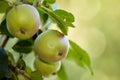 Copy space with a closeup of raw green apples on a tree in an orchard on a sunny day. Fresh and organic grown apples on Royalty Free Stock Photo