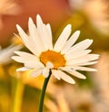 Copy space closeup of white daisy flower growing in a remote field, meadow or home garden with bokeh background Royalty Free Stock Photo