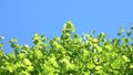 COPY SPACE: Cool contrast between the vibrant green leaves and the blue sky.