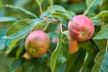 Copy space with fresh red apples growing on trees for harvest in a sustainable orchard outdoors on a sunny day. Juicy Royalty Free Stock Photo