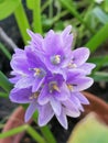 Top view, copy space and gardening concept of monochoria vaginalis caladium flower plant.