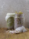 Glass jars filled with alfalfa and beet sprouts on a wooden cutting board